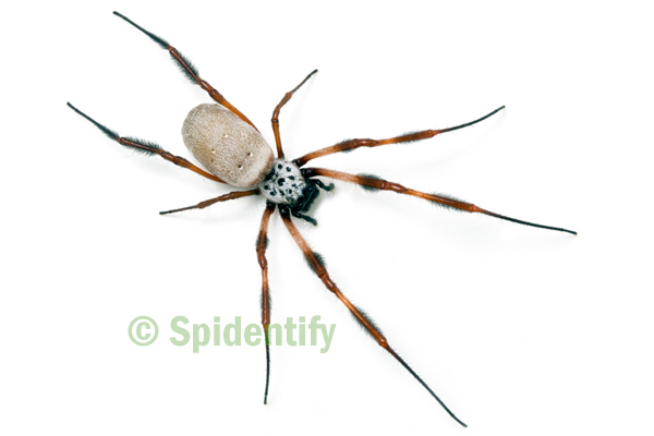 nephila edulis eating a bird